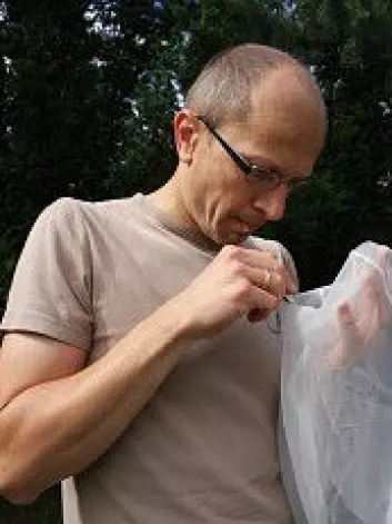 Torbjørn Ekrem undersøker insekter med pinsett som han har fanget i håven sin. (Foto: Stina Åshildsdatter Grolid)