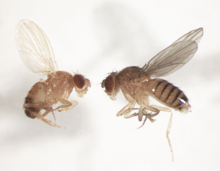 Bananfluer, Drosophila melanogaster, hann til venstre og hunn til høyre. Foto: privat Bananfluer, Drosophila melanogaster, hann til venstre og hunn til høyre. Foto: privat