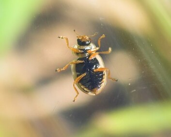 "Nittenprikket marihøne (Anisosticta novemdecimpunctata) Foto: Arnstein Staverløkk" "Nittenprikket marihøne (Anisosticta novemdecimpunctata) Foto: Arnstein Staverløkk"