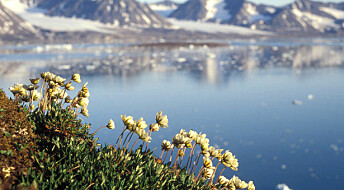 For å overleve i det tøffe klimaet på Svalbard har noen planter utviklet egne triks