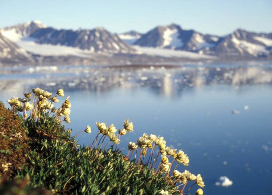 Reinrose er godt utbredt på Svalbard. Dette bildet er fra Kongsfjorden.