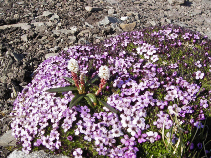 Fjellsmelle er en liten plante som vokser i tette, halvkuleformede tuer. Tueformen er en tilpasning til å holde bedre på varmen. I midten av akkurat denne tua trer en harerug frem, som er prima rypeføde. Fjellsmelle er en liten plante som vokser i tette, halvkuleformede tuer. Tueformen er en tilpasning til å holde bedre på varmen. I midten av akkurat denne tua trer en harerug frem, som er prima rypeføde.
