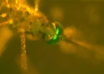 "En genmodifisert mygg som forskerne har gjort resistent mot malariaparasitten. Dermed vil slike mygg heller ikke kunne smitte oss mennesker. Myggen har grønt fluoriserende lys i synsfeltet, slik at forskerne i sine forsøk kan skille den fra vanlig villmygg. Foto: PNAS."