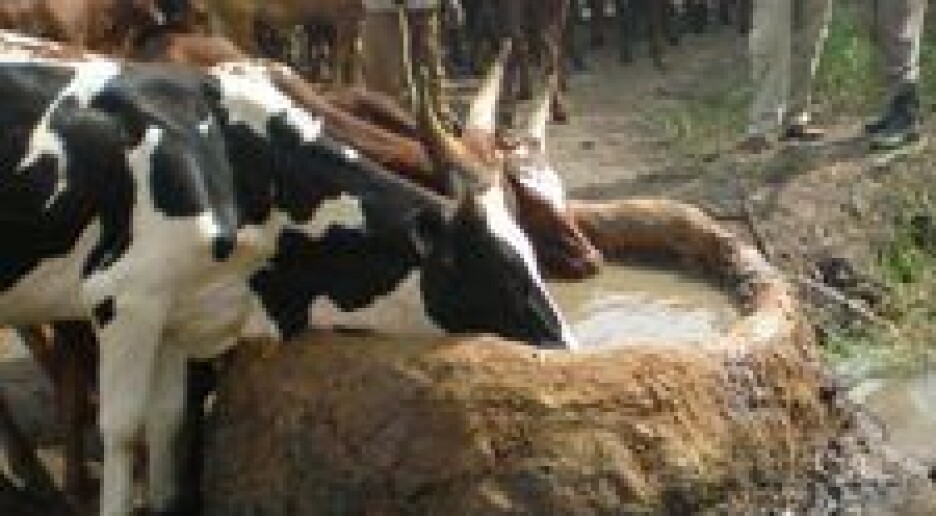 Mykobakterier i miljøet truer folkehelsen i Uganda