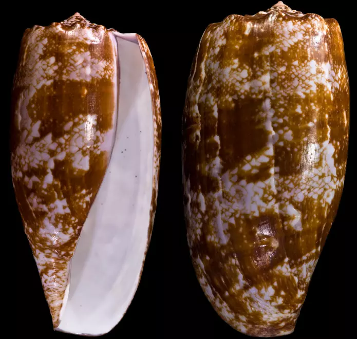 Slik ser skjellene til den giftige sneglen ut. Sneglen har fått navnet Conus Geographus, fordi mønsteret på skallet kan minne om kart.