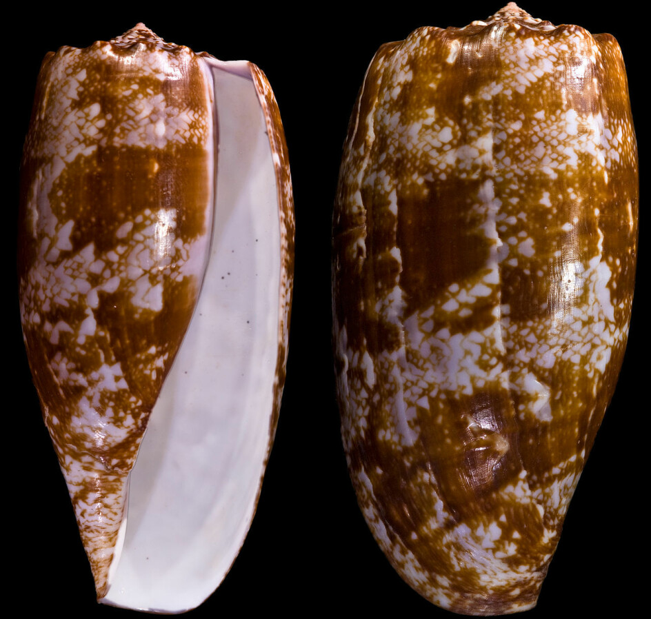 Slik ser skjellene til den giftige sneglen ut. Sneglen har fått navnet Conus Geographus, fordi mønsteret på skallet kan minne om kart.