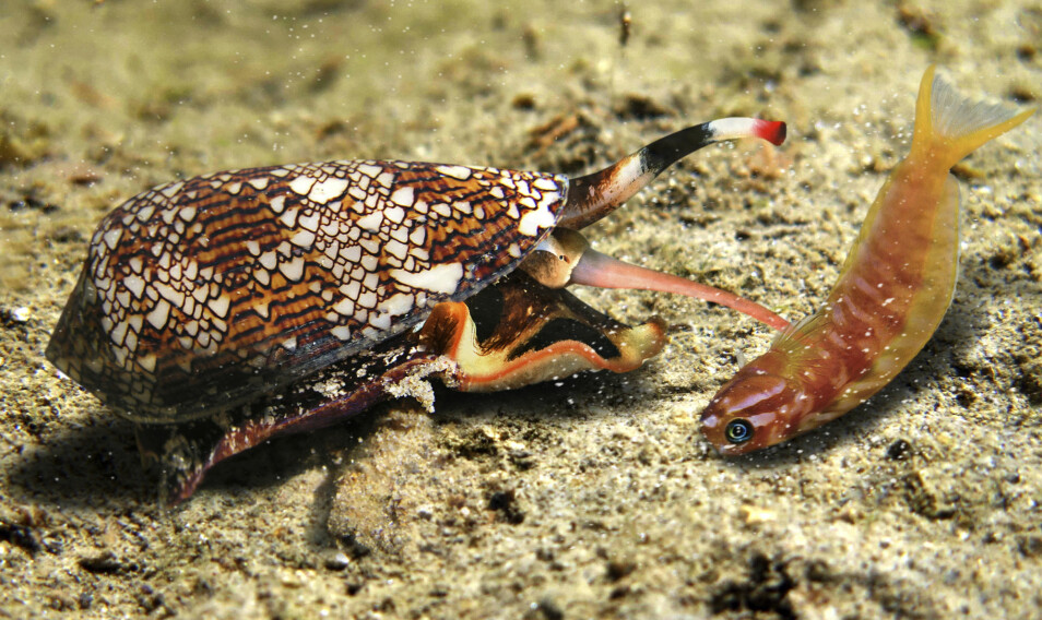 Her ser vi en snegle i gang med å fange fisk. Den stikker byttet sitt med snabelen, som er full av gift. Denne sneglen er en slektning av Conus Geographus, som er omtalt i artikkelen. Begge er like giftige og jakter på samme måte.