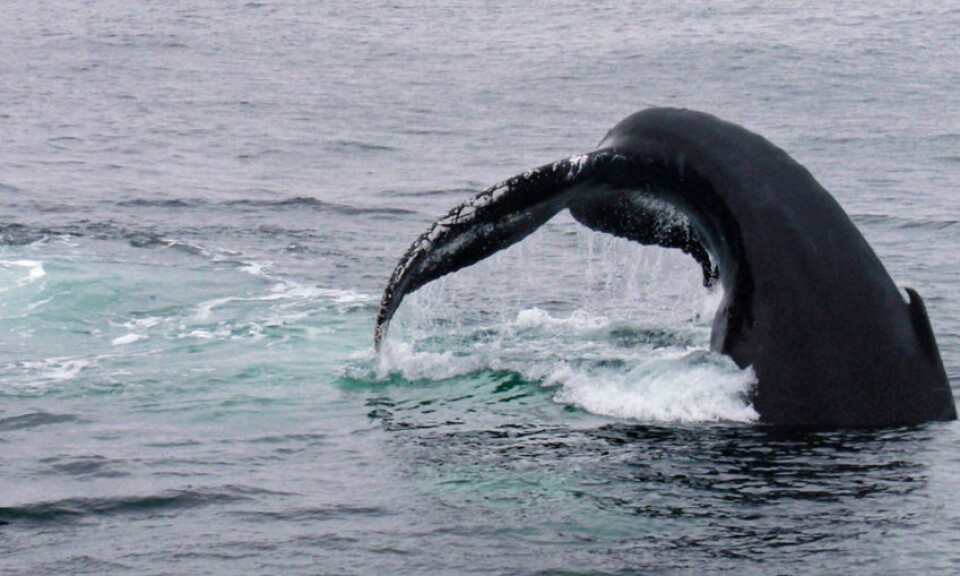 Knølhval som slår med halefinnen før et dykk mot fiskestim. (Foto: Jennifer Allen/Ocean Alliance)