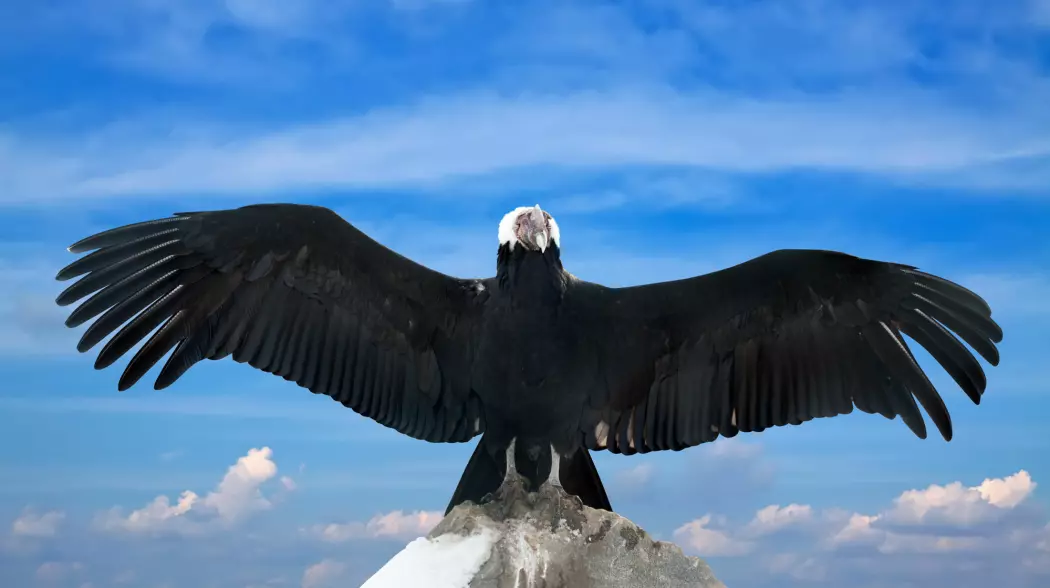 Tross fuglenes svære, tunge kropp flakser de bare én prosent av flyvetiden, oppdaget forskerne.