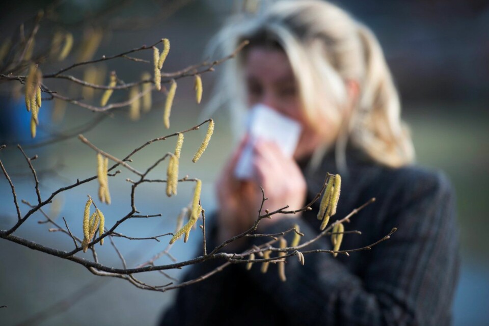 Nå er nok en sesong med pollenallergi snart i gang. Et nytt nesefilter kan lindre symptomene. (Foto: Fredrik Sandberg, TT Nyhetsbyrån)
