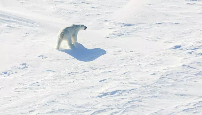 Ny studie: Isbjørnen kan være utryddet innen 2100