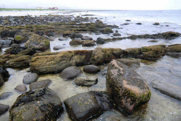 Her ligger de eneste jurabergartene i fastlands-Norge, i Ramså på Andøya. (Foto: NGU) Her ligger de eneste jurabergartene i fastlands-Norge, i Ramså på Andøya. (Foto: NGU)