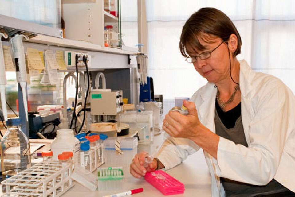Professor Anne Spurkland har gjennom sine 25 år som MS-forsker aldri vært med på et større gjennombrudd på forskningsfeltet. (Foto: Gunnar F. Lothe)
