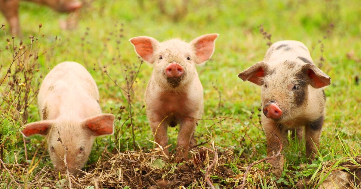 Griser søker oppmerksomhet på samme måte som hunder – men er litt mer ...