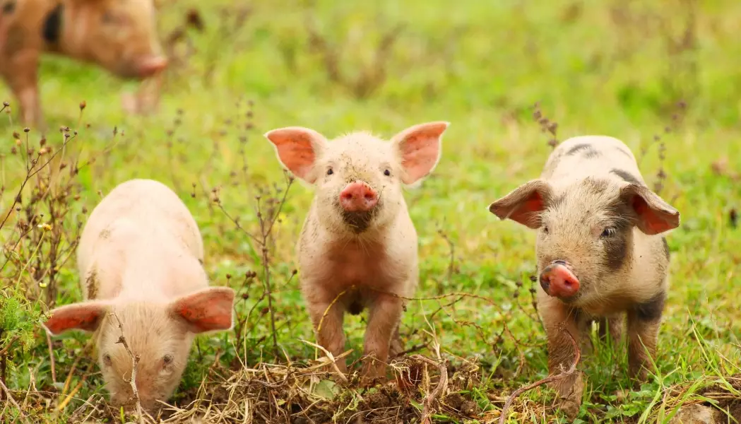 Du har kanskje hørt noen si at en gris er omtrent som en hund i adferden? Det er ikke så altfor langt fra sannheten, skal vi tro forskere. Og faktisk kan mye tyde på at de er litt smartere.