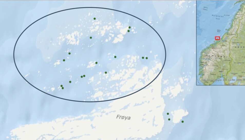Lone Jevne ved NTNU fulgte luseangrep ved 16 lakseoppdrettsanlegg på Frøya i Trøndelag over seks år. Det varierte hvor utstrakt bruken av rensefisk var i de ulike anleggene, og dermed kunne hun sammenligne effekten.