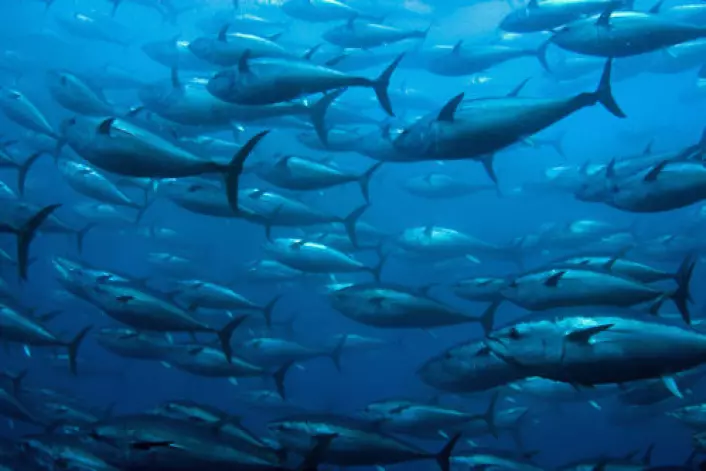 Tunfisk tok med seg radioaktive stoffer fra Japan tvers over havet til USAs vestkyst. Bildet er tatt i et oppdrettsanlegg. (Illustrasjonsfoto: iStockphoto)