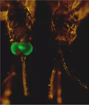 "Hvem tar siste stikk? Forskerne vet ikke sikkert ennå. Myggen til venstre er i hvert fall genmodifisert, den til høyre er det ikke. Foto: PNAS."