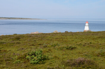 Kystlynghei på Asmaløy i Ytre Hvaler nasjonalpark. (Foto: Morten Günther) Kystlynghei på Asmaløy i Ytre Hvaler nasjonalpark. (Foto: Morten Günther)