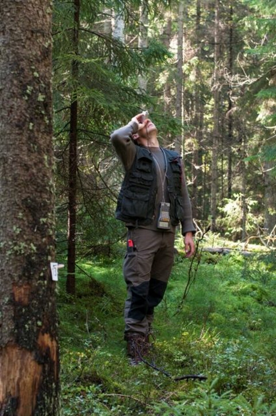 Feltleder Knut Ole Viken fra Skog og landskap måler høyden på et tre i forbindelse på en av Landsskogtakseringens flater. (Foto: Lars Sandved Dalen/Skog og landskap)