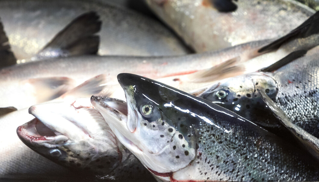 Det er oppdaget nesten dobbelt så mange mistenkte tilfeller av laksesykdommen ILA så langt i år som i hele fjor. Det er oppdaget nesten dobbelt så mange mistenkte tilfeller av laksesykdommen ILA så langt i år som i hele fjor.