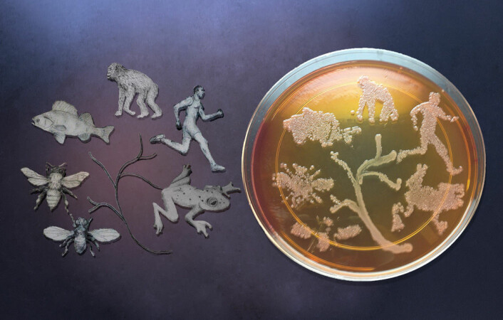 Forsker Robert Brucker har lagd sin egen kunstneriske illustrasjon av forskningsfunnet: Bakterievekst i en skål tegner bildet av livets tre. (Foto: Robert Brucker)