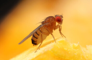 Bananfluen Drosophila melanogaster. (Foto: Hany K.M. Dweck, et al) Bananfluen Drosophila melanogaster. (Foto: Hany K.M. Dweck, et al)