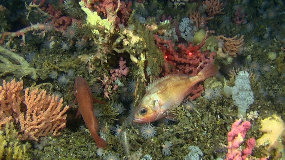 Uer og oktokoraller på død Lophelia. Denne fisken lever på 100-500 meters dyp, og disse artene sliter. Det er bare lov med svært lite fiske av uer, ifølge Havforskningsinstituttet. Foto: (Foto: Mareano/ Havforskningsinstituttet)