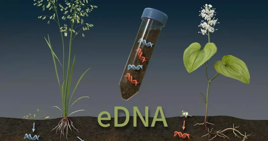 DNA fragments in soil samples reveal the plant species that live there, even if they are not visible.