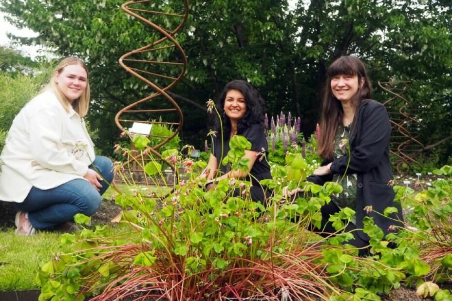 Researchers (from left) Mari Elisabeth Engelstad, Maria Ariza Salazar and Eva Lieungh taking soil sample positions in Oslo's Botanical Gardens, in front of a famous dove tree and a supersized DNA helix.
