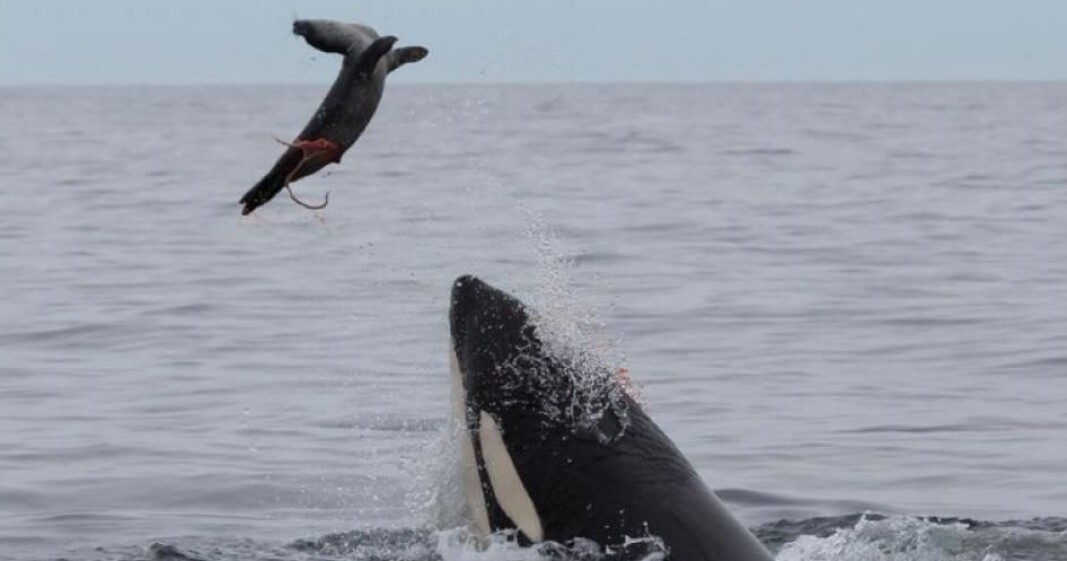 Some killer whales along the Norwegian coast eat seals, and these seal-eating whales are really polluted. Some killer whales along the Norwegian coast eat seals, and these seal-eating whales are really polluted.