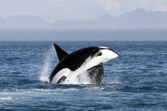Killer whales can be spotted around Vesterålen, Northern Norway, the whole year, and some eat seal in addition to fish. Killer whales can be spotted around Vesterålen, Northern Norway, the whole year, and some eat seal in addition to fish.