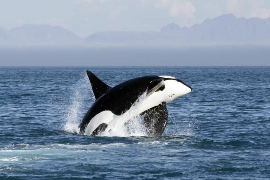Killer whales can be spotted around Vesterålen, Northern Norway, the whole year, and some eat seal in addition to fish.