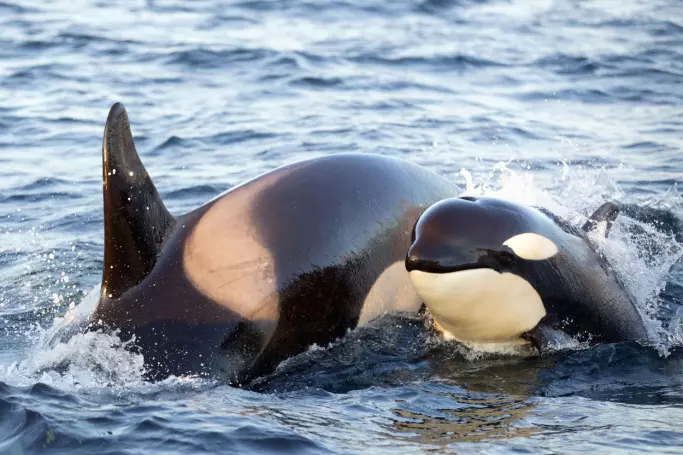 A trained eye can identify individual killer whales by photographing the unique pattern of nicks and scars on the dorsal fin, and then comparing photos with a catalogue.