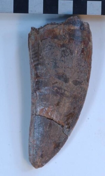 "Tannen til dinousauren Carcharodontosaurus iguidensis var et solid tyggeredskap. Firkantene er 1 cm. Foto: Steve Brusatte." "Tannen til dinousauren Carcharodontosaurus iguidensis var et solid tyggeredskap. Firkantene er 1 cm. Foto: Steve Brusatte."