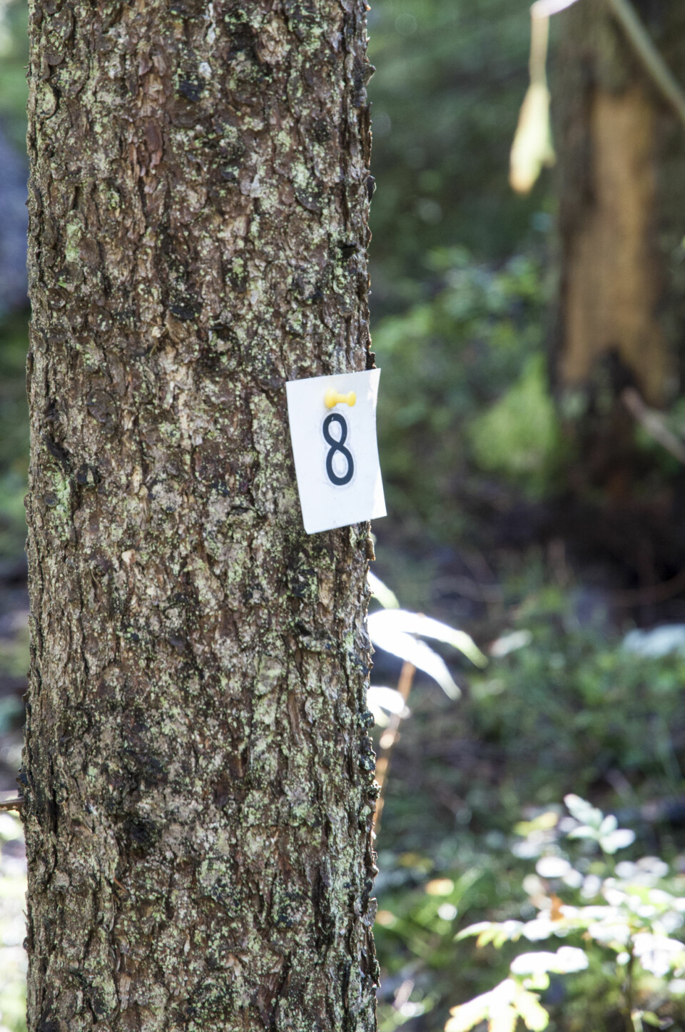 Nå telte han deg også! Et av de merkede trærne på Landsskogtakseringens prøveflater. (Foto: Lars Sandved Dalen/Skog og landskap)