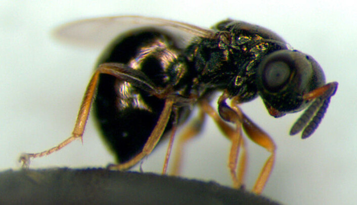 Nasonia vitripennis. (Foto: M.E.Clark/Wikimedia Commons) Nasonia vitripennis. (Foto: M.E.Clark/Wikimedia Commons)
