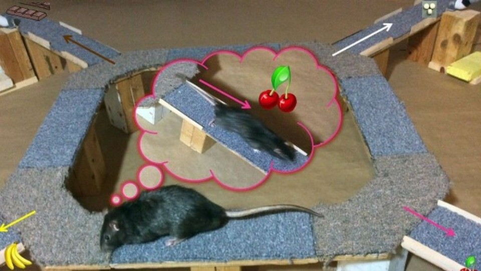 Under mat-eksperimentet virket det som at rottene ved flere tilfeller tenkte «hva om?»-tanker. Flere ganger snudde de seg og så tilbake på den gode maten de valgte bort. (Foto: Redishlab/University of Minnesota)
