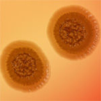 "Bacillus pumilis" "Bacillus pumilis"