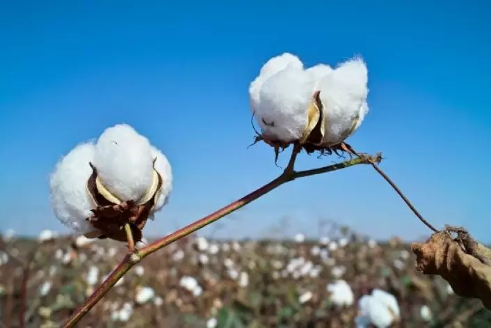 Dyrking av bomull i Kina. Genmodifisert bomull brukes nå av et flertall av kinesiske bomullsdyrkere. Endringer i bruk av insektsmidler gir ringvirkninger for andre nyttevekster. (Foto: iStockphoto)