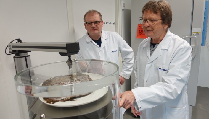 Tomater og erter er i hovedsak produktene som testes ut med nye tørkemetoder. I forskningsprosjektet Innotørk er også tareprodusenten Algetun med. Her tester Jan Thomas Rosnes ut tørking av tare sammen med forskerkollega Dagbjørn Skipnes. Tomater og erter er i hovedsak produktene som testes ut med nye tørkemetoder. I forskningsprosjektet Innotørk er også tareprodusenten Algetun med. Her tester Jan Thomas Rosnes ut tørking av tare sammen med forskerkollega Dagbjørn Skipnes.