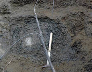 Corestone, eller kjernestein, midt inne i veggen av forvitret fjell, er et bevis på at bergartene rundt er blitt forvitret. (Foto: NGU) Corestone, eller kjernestein, midt inne i veggen av forvitret fjell, er et bevis på at bergartene rundt er blitt forvitret. (Foto: NGU)