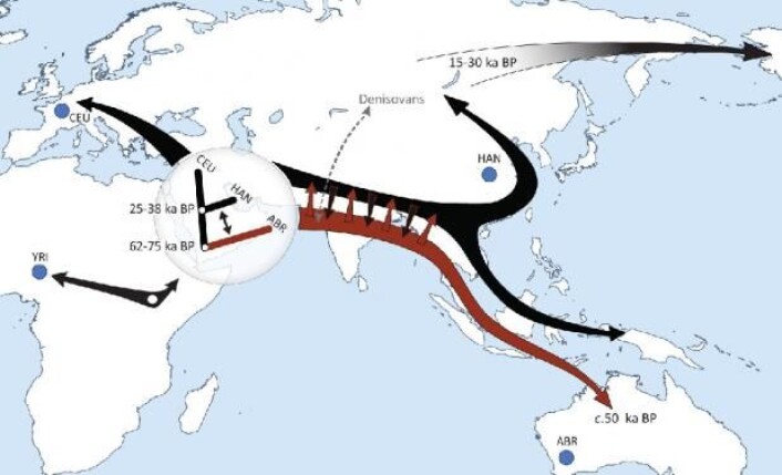 Den nye studien avslører at moderne mennesker har kolonisert kloden i to utvandringsbølger. Den første (røde), for om lag 70.000 år siden, nådde helt til Australia. Den andre (svarte) splittet opp i en europeisk og asiatisk del for 25–38.000 år siden og ble i Sørøst-Asia blandet med etterkommere av den første bølgen. Andre funn peker på at mennesketyper utenfor Afrika, som neandertalere og denisovaer, også er blitt blandet med bølgene av moderne mennesker. (Foto: (Grafikk: Science/AAAS)) Den nye studien avslører at moderne mennesker har kolonisert kloden i to utvandringsbølger. Den første (røde), for om lag 70.000 år siden, nådde helt til Australia. Den andre (svarte) splittet opp i en europeisk og asiatisk del for 25–38.000 år siden og ble i Sørøst-Asia blandet med etterkommere av den første bølgen. Andre funn peker på at mennesketyper utenfor Afrika, som neandertalere og denisovaer, også er blitt blandet med bølgene av moderne mennesker. (Foto: (Grafikk: Science/AAAS))