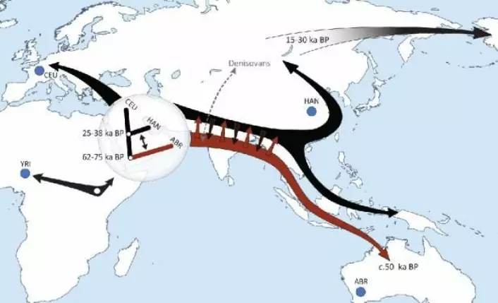 Den nye studien avslører at moderne mennesker har kolonisert kloden i to utvandringsbølger. Den første (røde), for om lag 70.000 år siden, nådde helt til Australia. Den andre (svarte) splittet opp i en europeisk og asiatisk del for 25–38.000 år siden og ble i Sørøst-Asia blandet med etterkommere av den første bølgen. Andre funn peker på at mennesketyper utenfor Afrika, som neandertalere og denisovaer, også er blitt blandet med bølgene av moderne mennesker. (Foto: (Grafikk: Science/AAAS))