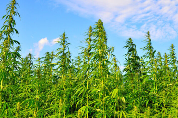 Plantasje av cannabisplanter. Cannabis ble også dyrket i jernalderen i Norge. (Foto: iStockphoto) Plantasje av cannabisplanter. Cannabis ble også dyrket i jernalderen i Norge. (Foto: iStockphoto)