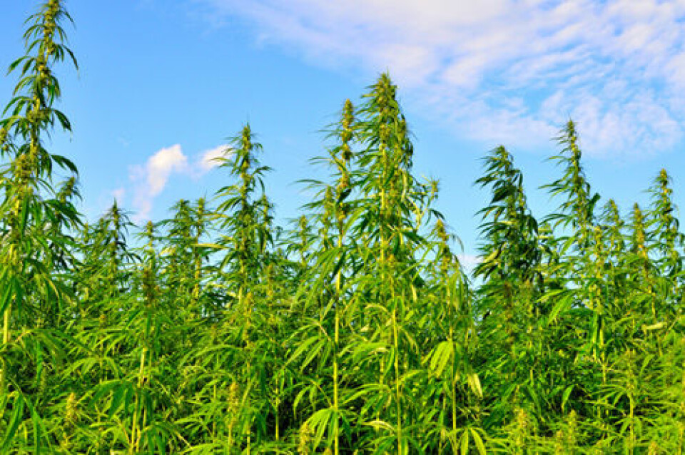 Plantasje av cannabisplanter. Cannabis ble også dyrket i jernalderen i Norge. (Foto: iStockphoto)