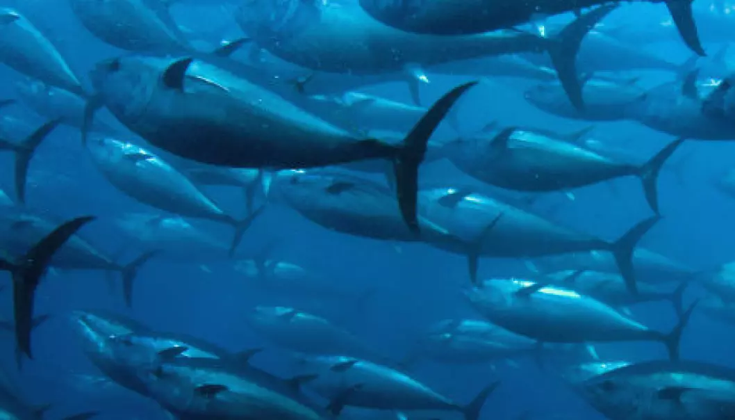 Tunfisk tok med radioaktiv stråling over Stillehavet