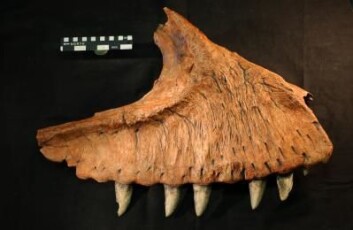 "Kjevebein med forholdsvis intakt tanngard fra den nære slektningen Carcharodontosaurus saharicus. Foto: Steve Brusatte." "Kjevebein med forholdsvis intakt tanngard fra den nære slektningen Carcharodontosaurus saharicus. Foto: Steve Brusatte."