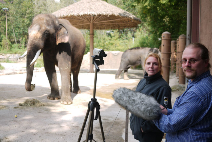 Angela Stoeger og Daniel Mietchen tar opp Koshiks prating i Everland Zoo i Sør-Korea. (Foto: Current Biology, Stoeger et al.) Angela Stoeger og Daniel Mietchen tar opp Koshiks prating i Everland Zoo i Sør-Korea. (Foto: Current Biology, Stoeger et al.)