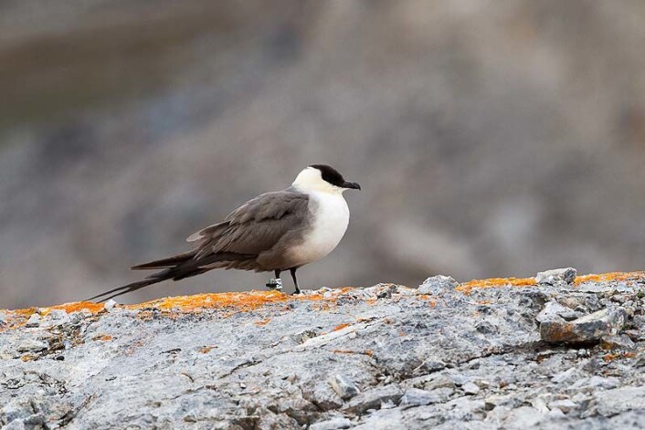 Fjelljoen merkes med en plastring utstyrt med en lyslogger. På den måten kan forskerne avdekke hvor den flyr. (Foto: Kees de Jager) Fjelljoen merkes med en plastring utstyrt med en lyslogger. På den måten kan forskerne avdekke hvor den flyr. (Foto: Kees de Jager)